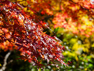 カラフルな紅葉