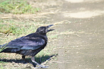 ハジボソガラスがトノサマバッタを口に入れる瞬間