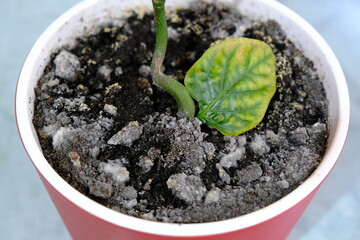 Houseplant in a pot from waterlogging of the soil and lack of fresh air is covering mold. White...