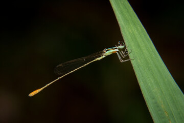 Agriocnemis on a blade of grass