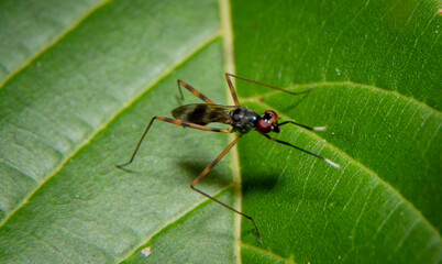Macro of a Scorpion Fly Micropezidae on a leaf.