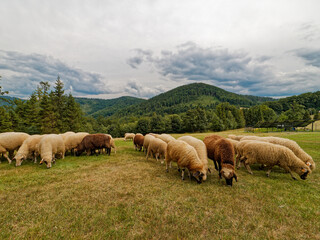 A flock of sheep graze peacefully in a field with the stunning backdrop of the polish Beskid Żywiecki Mountains, a clearing on Przegibek lush green grass and clear blue sky create a serene atmosphere.