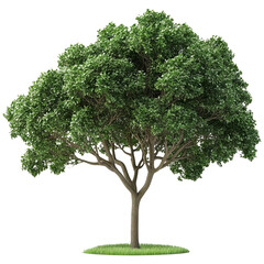 Lush Green Tree Isolated On Transparent Background