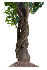 Fototapeta premium The trunk of the tree has vines growing up. The twisted vines are separated on a white background. A clipping path is included.
