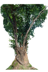 Fototapeta premium Tree trunk on a large termite nest on a white background with copy space and intersection paths.