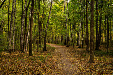 Obraz premium Path in autumn forest. Scenic view of bright orange and green trees. Road in the forest park. Beautiful forest alley landscape.