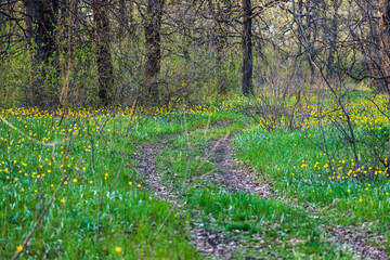 Path in forest. Road in the forest park. Scenic view of trees bright green grass and flowers. Beautiful forest landscape.