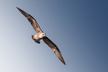 bird of prey