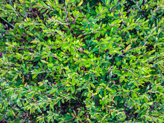 green leaf background. nature background. top view. copy space.