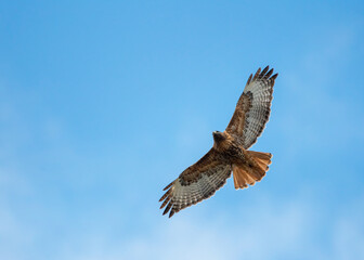 Hawk flying isolated on blue sky, close-up bird of prey in mid-flight.