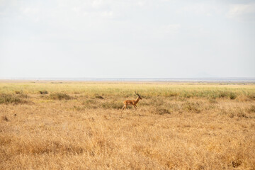 An antelope runs in Amboseli National Park.