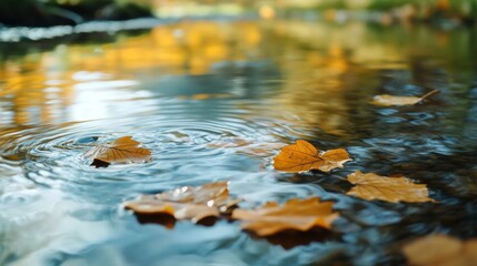 Autumn leaves floating on a calm stream with ripples.