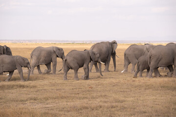 Fototapeta premium Herd of elephants roams Amboseli National Park