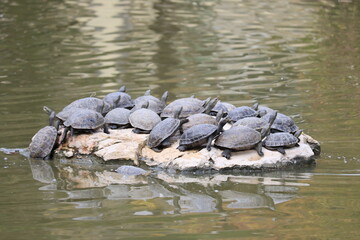 group of turtles on a rock in the water