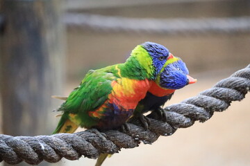Rainbow lorikeets sitting on a rope