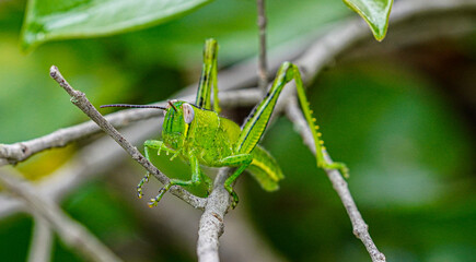 grasshopper on a branch