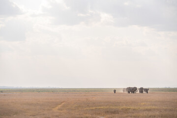 Herd of elephants roams Amboseli National Park