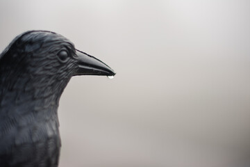 A black bird with a droplet of water on its beak