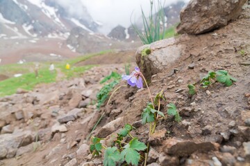 A lonely purple flower in the mountains
