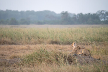 lioness in Amboseli National Park