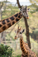 close up of a giraffe