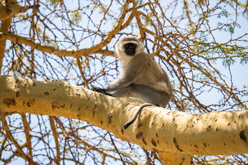 a vervet monkey resting in a tree
