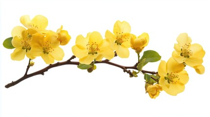 Branch of yellow flowering quince bush isolated on white background