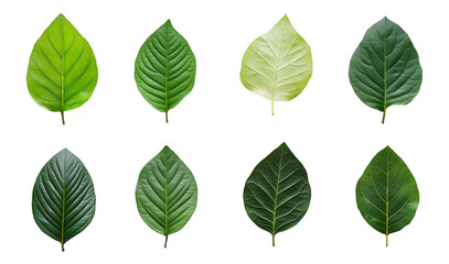 Obraz premium Collection of set Green leaf isolated on transparent background. PNG file, cut out