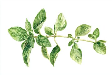 Obraz premium A close-up view of fresh oregano leaves showcasing their vibrant green color and lush texture, perfect for culinary use.