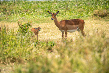 Mother antelope and her cubs in the meadow