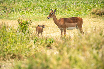 Mother antelope and her cubs in the meadow