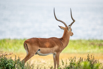 impala antelope in the grass.