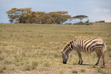 A zebra grazing in the grass.