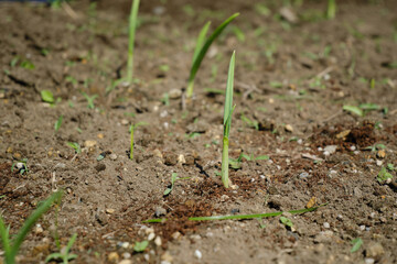 土から芽が出るニンニク