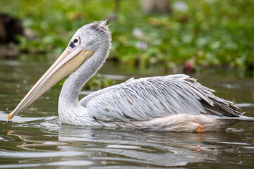 a Pelican on Lake Naivasha