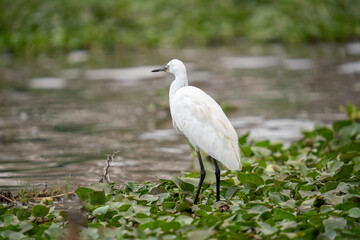 a Egretta garzetta on Lake Naivasha
