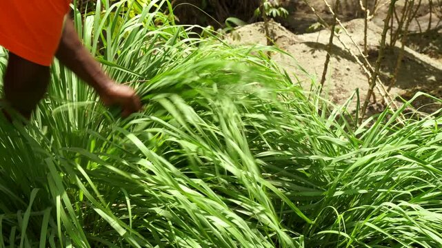 Dark skin man cutting lemon grass, citronella for making infusion, Mahe, Seychelles. 30fps