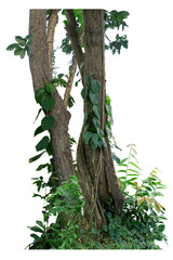 The trunk of the tree has vines growing up. The twisted vines are separated on a white background. A clipping path is included.