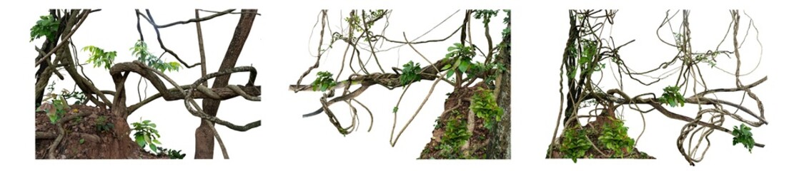 Big set The trunk of the tree was covered with twisted vines on a large termite nest on a white...