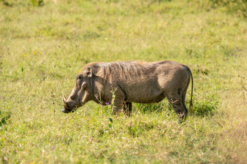 warthog in Nakuru National Park