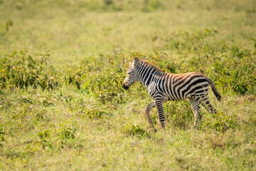 A zebra cub wanders into Nakuru National Park.