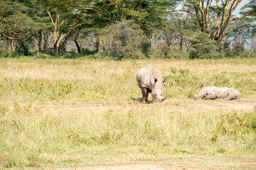 white rhino in Nakuru National Park © Percy Lou