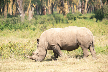 Obraz premium white rhino in Nakuru National Park