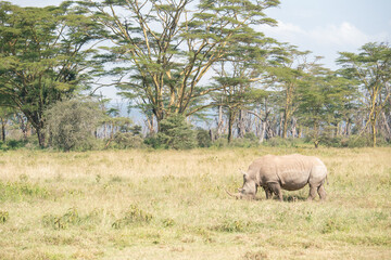 Naklejka premium white rhino in Nakuru National Park