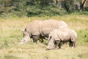 white rhino in Nakuru National Park