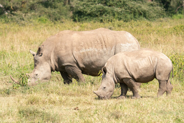 Fototapeta premium white rhino and calf in Nakuru National Park