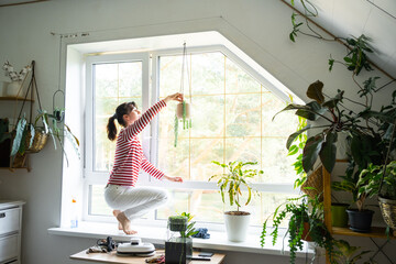 Woman takes care of the sedum in a hanging pot on the window in the interior of the house  © Ольга Симонова