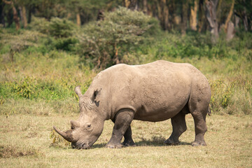 Fototapeta premium white rhino in Nakuru National Park
