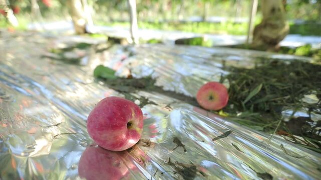 과수원 안 사과나무 아래 땅에 떨어진 사과들