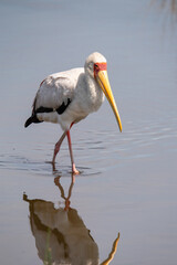 a Yellow-billed stork in Nakuru National Park